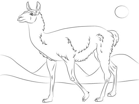 Cute Guanaco Coloring Page